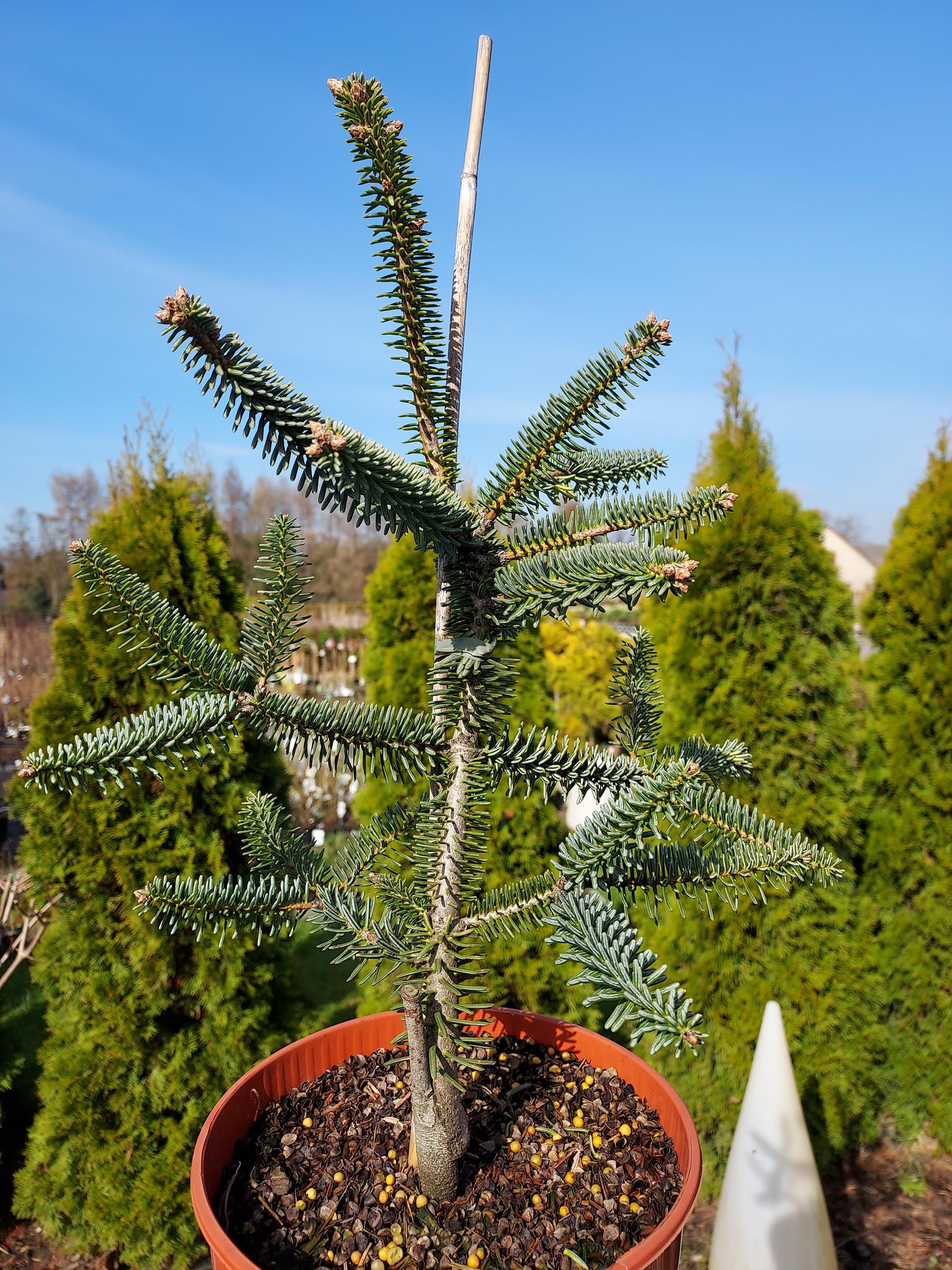 54686e92c5856ea2de84ede515617b70