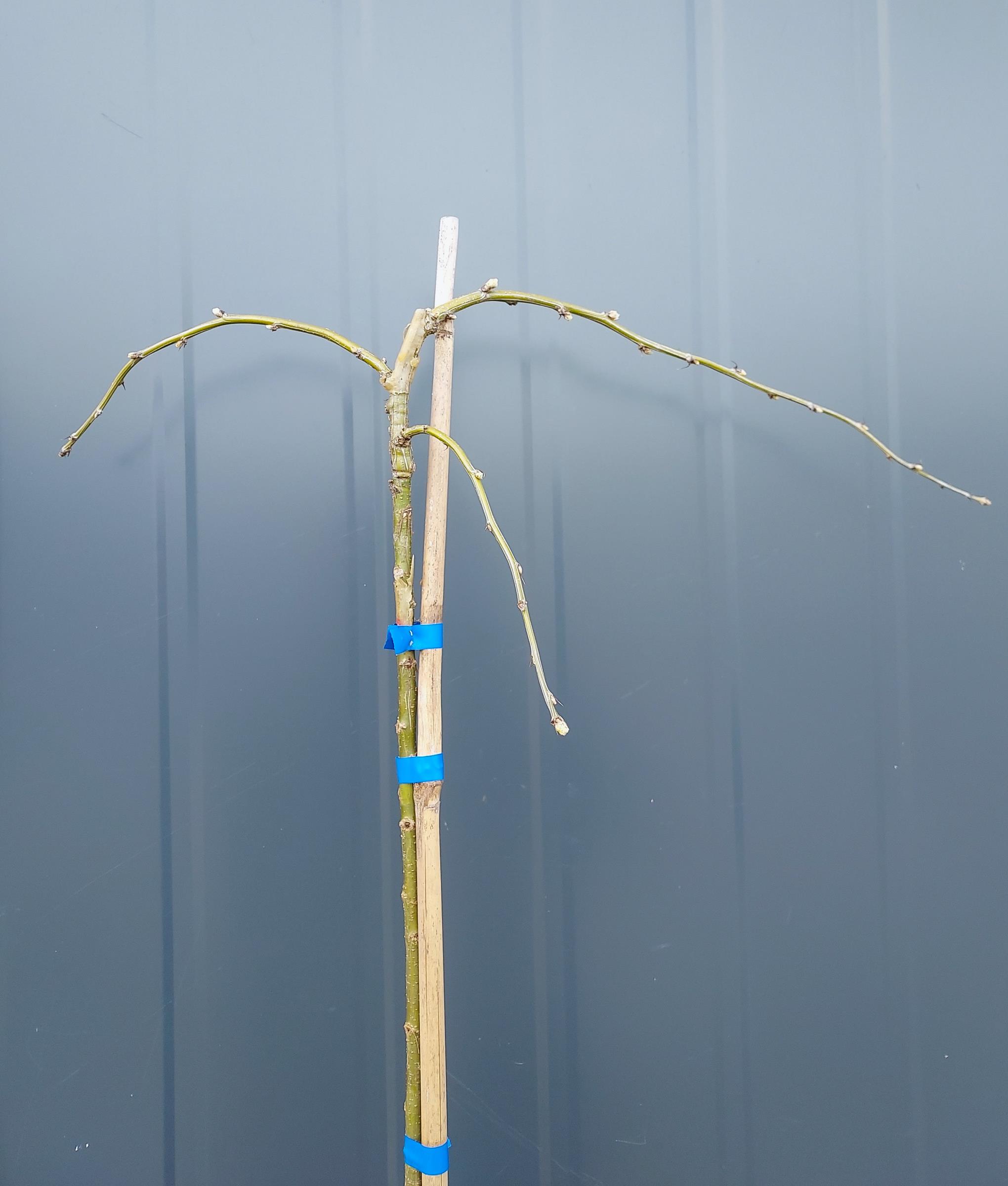 8ba7ec6f6311b36ea94c2faaccaf7cdd