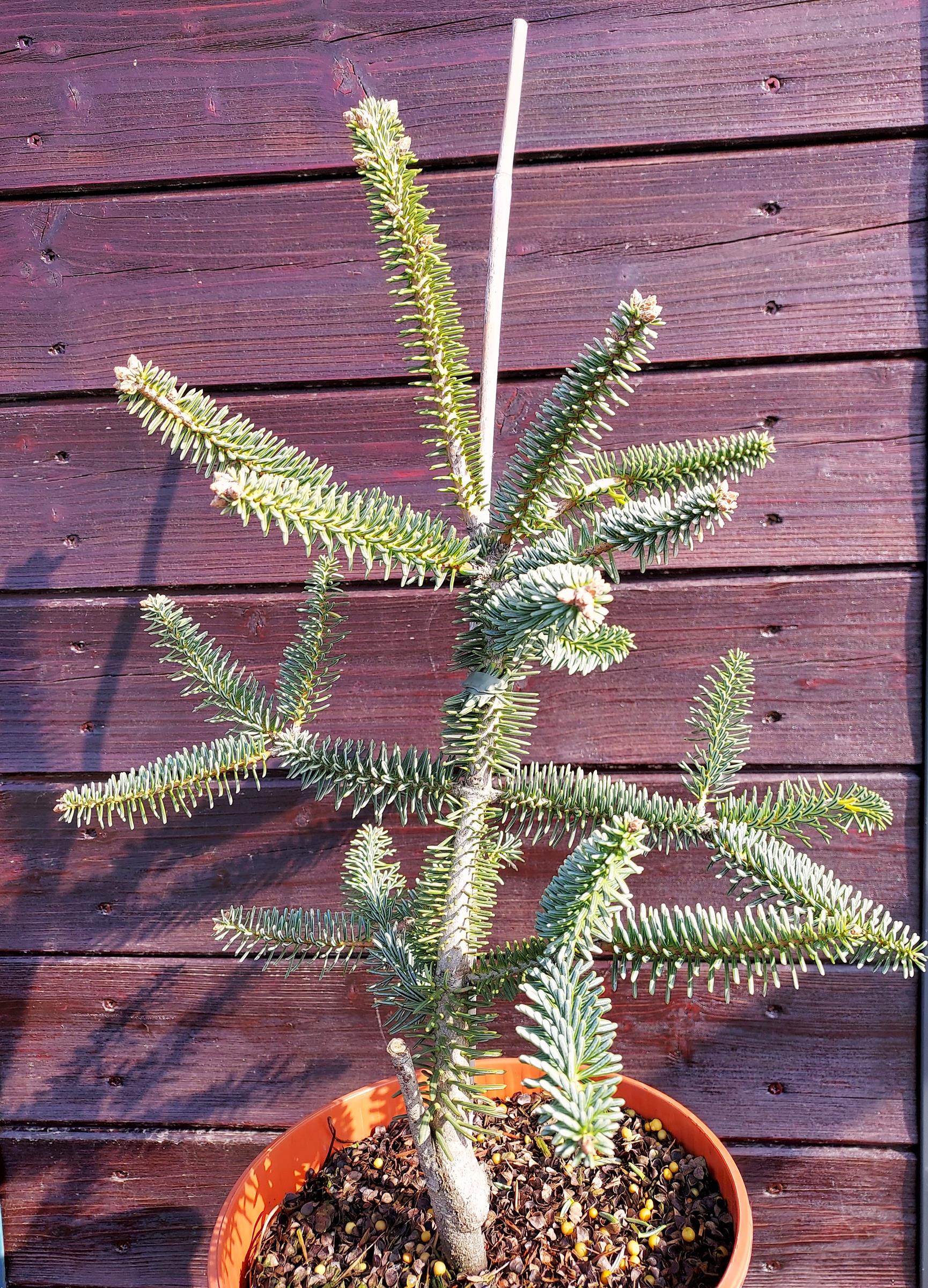 1fdaff4279cb941971b0ea4050182cc6