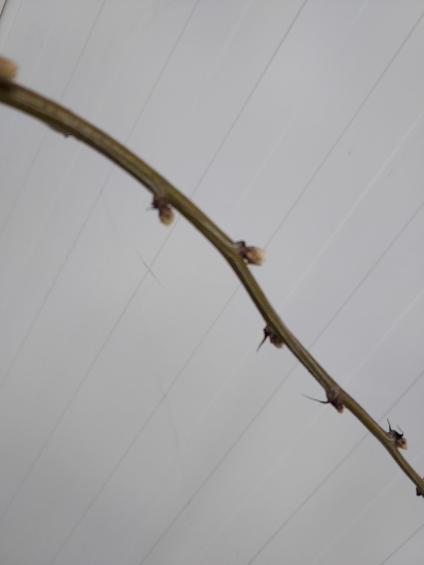 616e67f7cc38abc48e69beb7e4771711