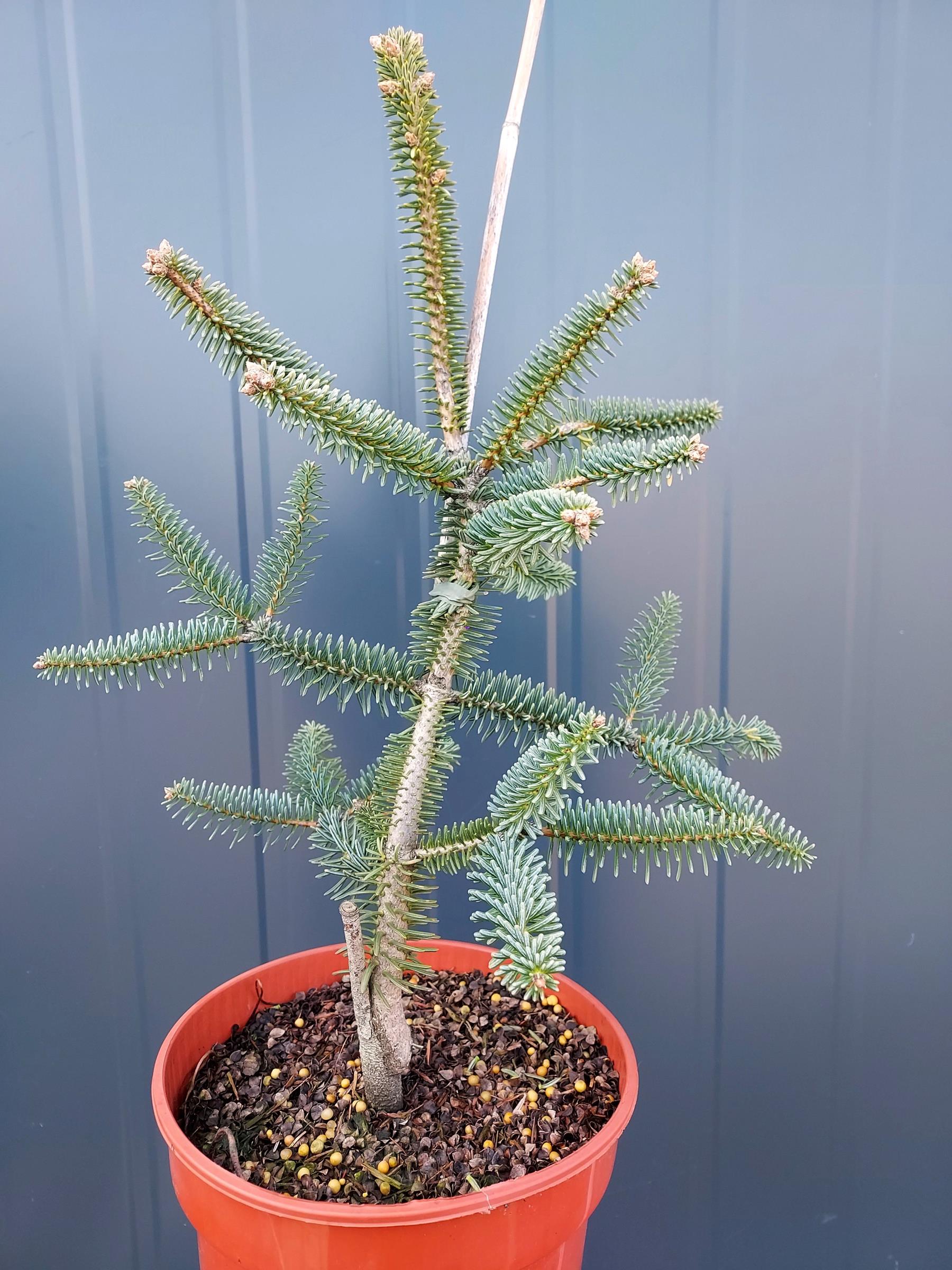 8b8edb1906b43c4ee1ca3a762a8ec1e9