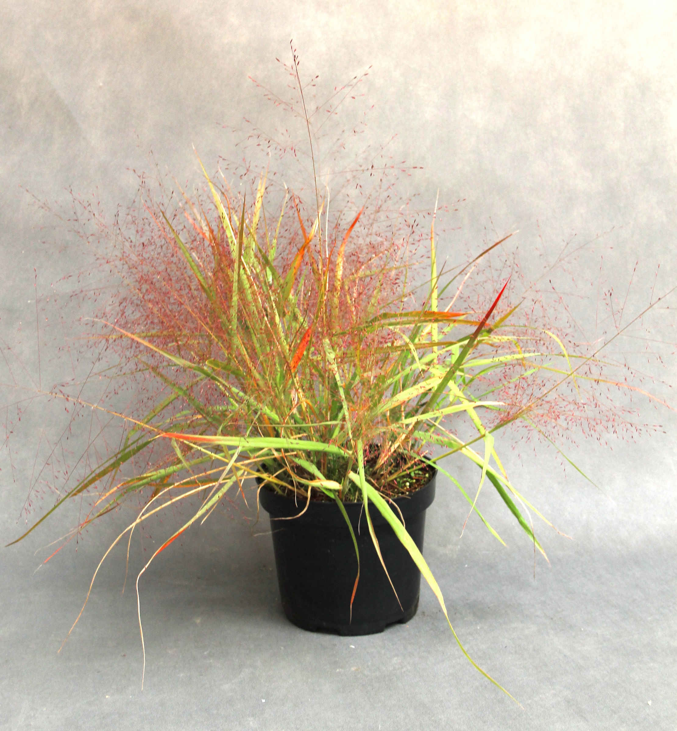 1d7a83e9c5c26cc2b3305ea90e6376fc