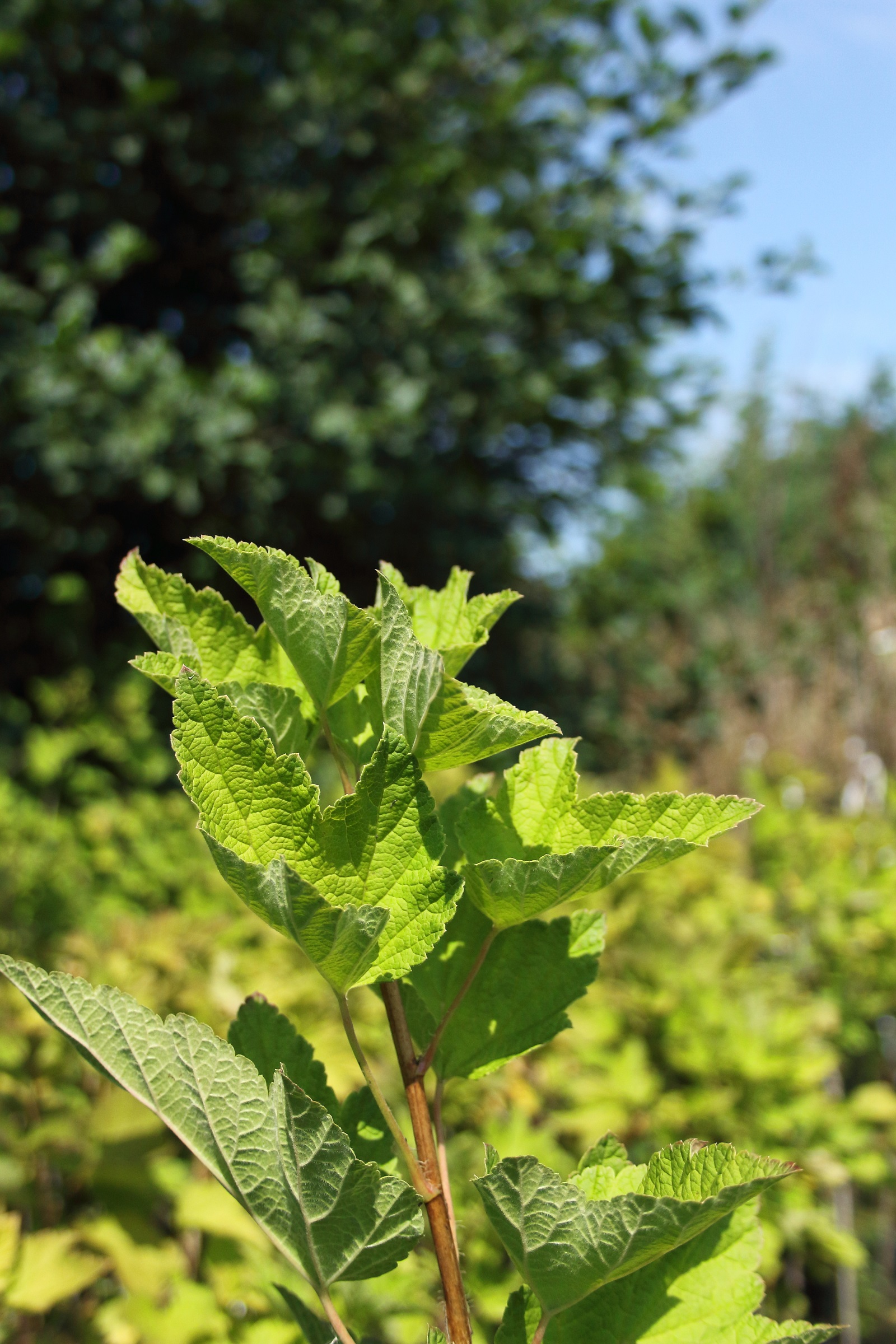 73cc806170130661415370a526a827f3