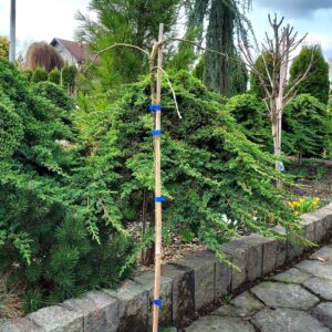 1ae16d4d5744b7ed0cf8d596759d05ce