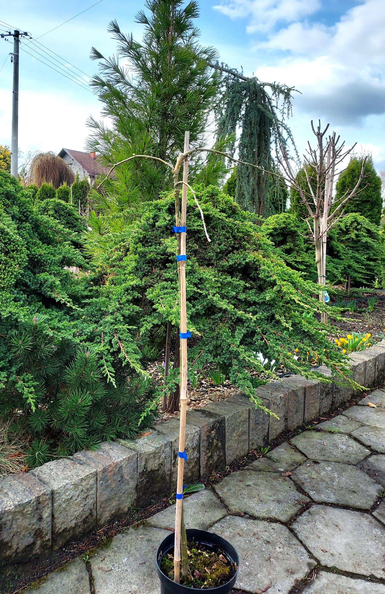 1ae16d4d5744b7ed0cf8d596759d05ce