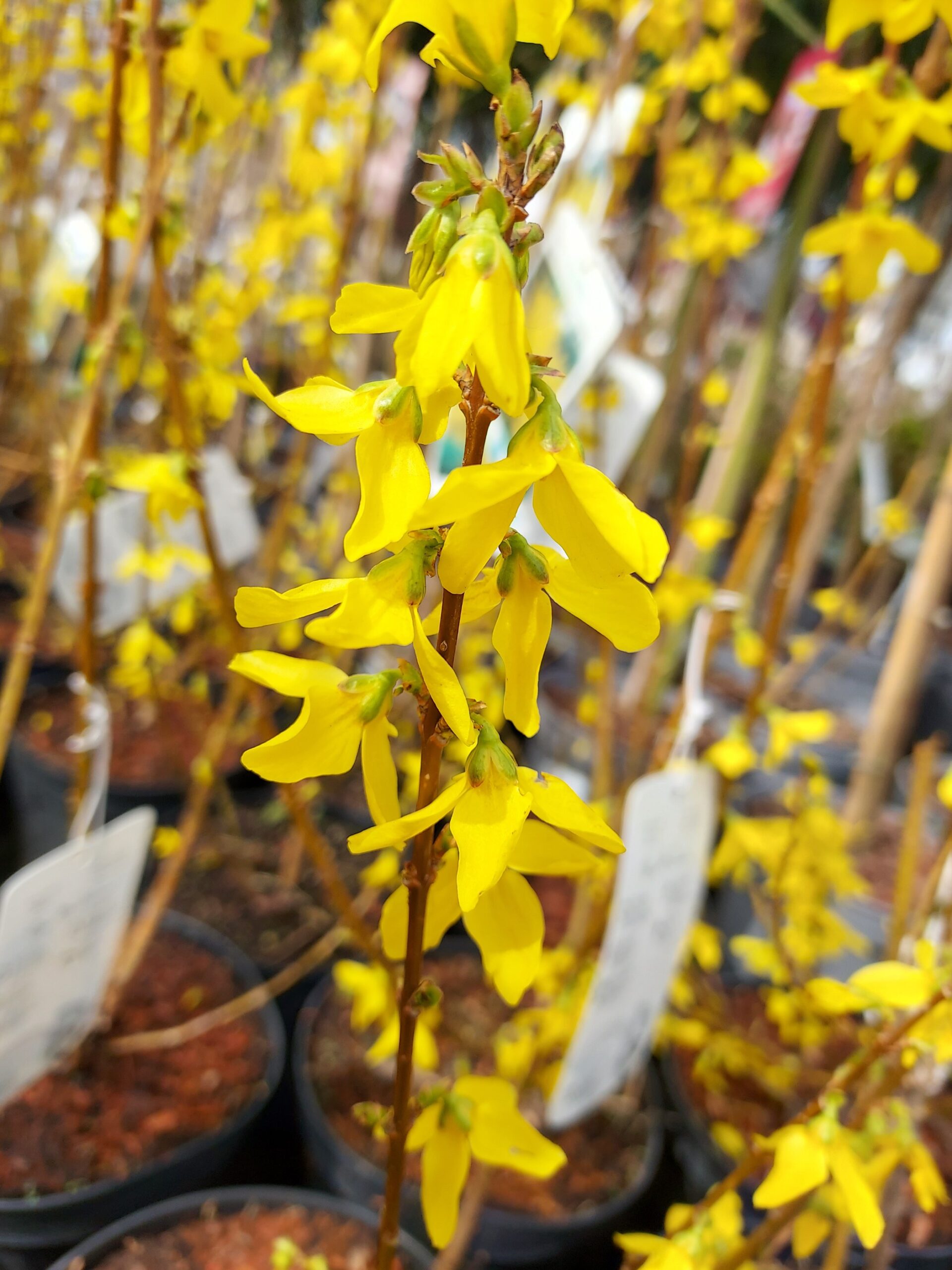 2e5109f69cef6b858c0ee61a27f59b41