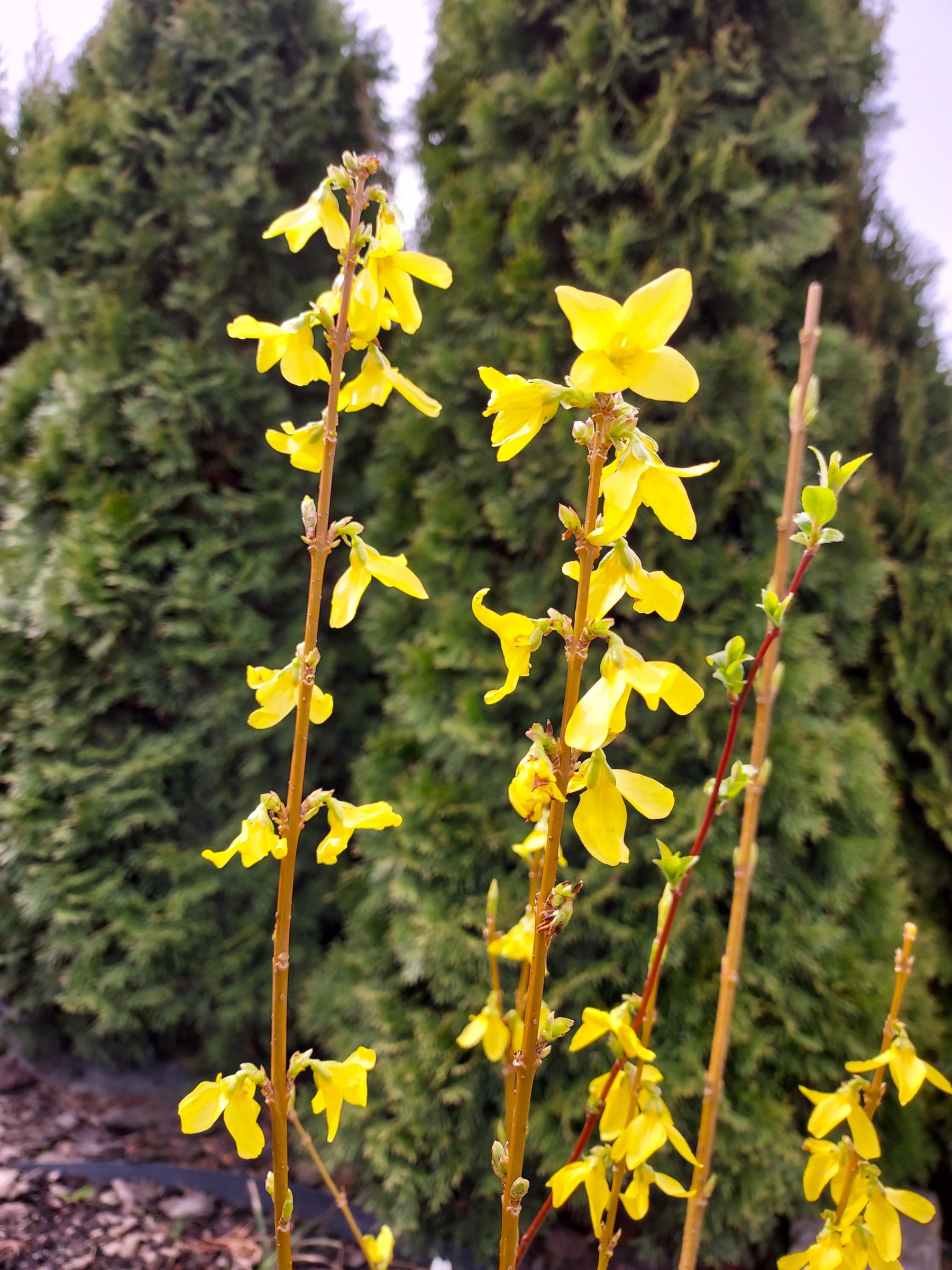 6982f3061dd9a6b590952997a31b3f7f