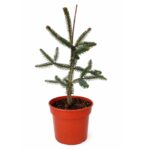 2156d77c4bddc298df246763b8bb29d8