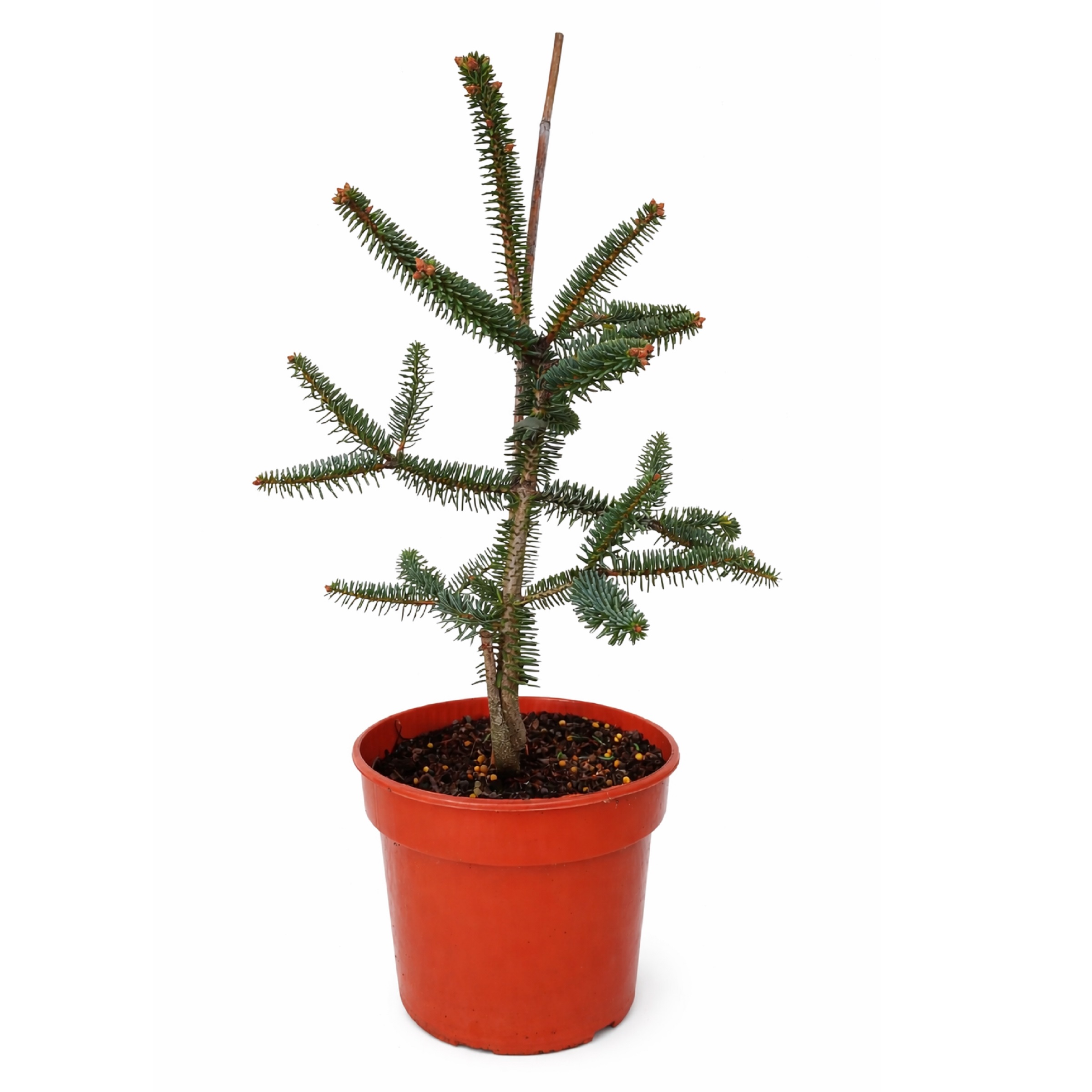 2156d77c4bddc298df246763b8bb29d8