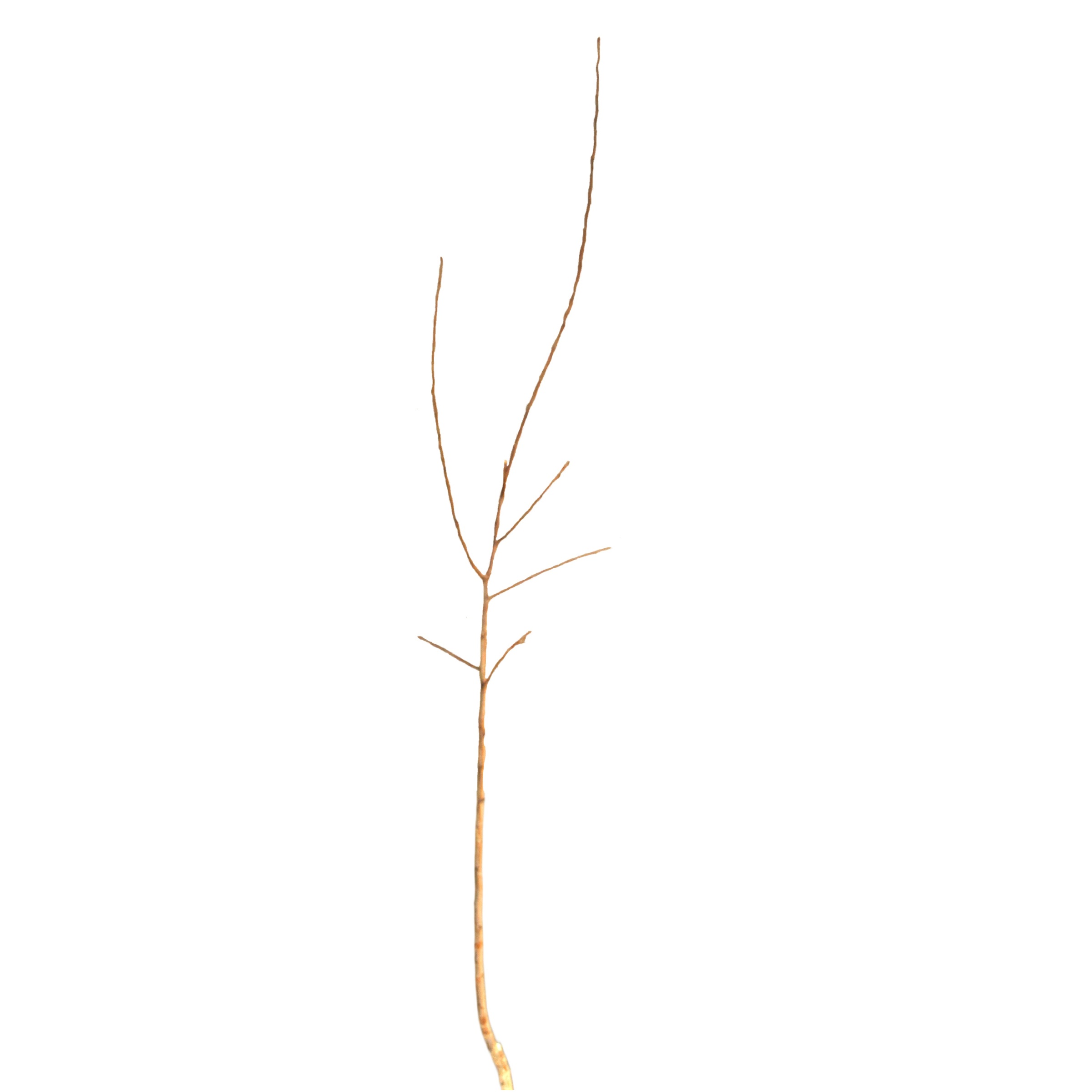 46be64095feedf0fbd13d554f7a8a2c5