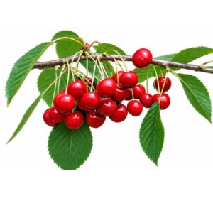 92f61450cb97c86865b647e1451de8bc